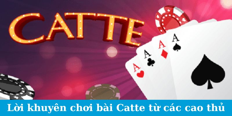 Những Đặc Điểm Nổi Bật Của Bài Catte